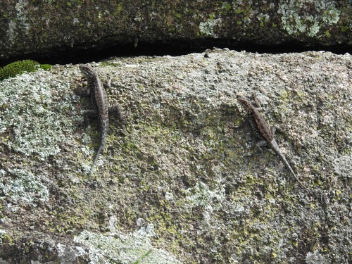 Tropidurus itambere