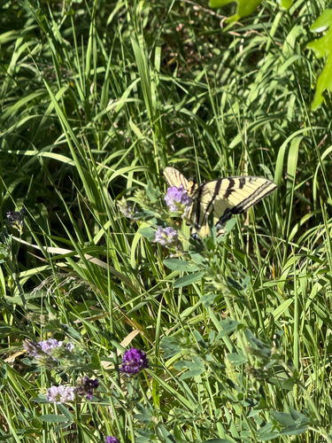 Western Tiger Swallowtail