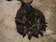 Chrotopterus auritus