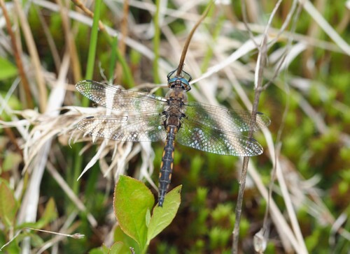Beaverpond Baskettail photo 3