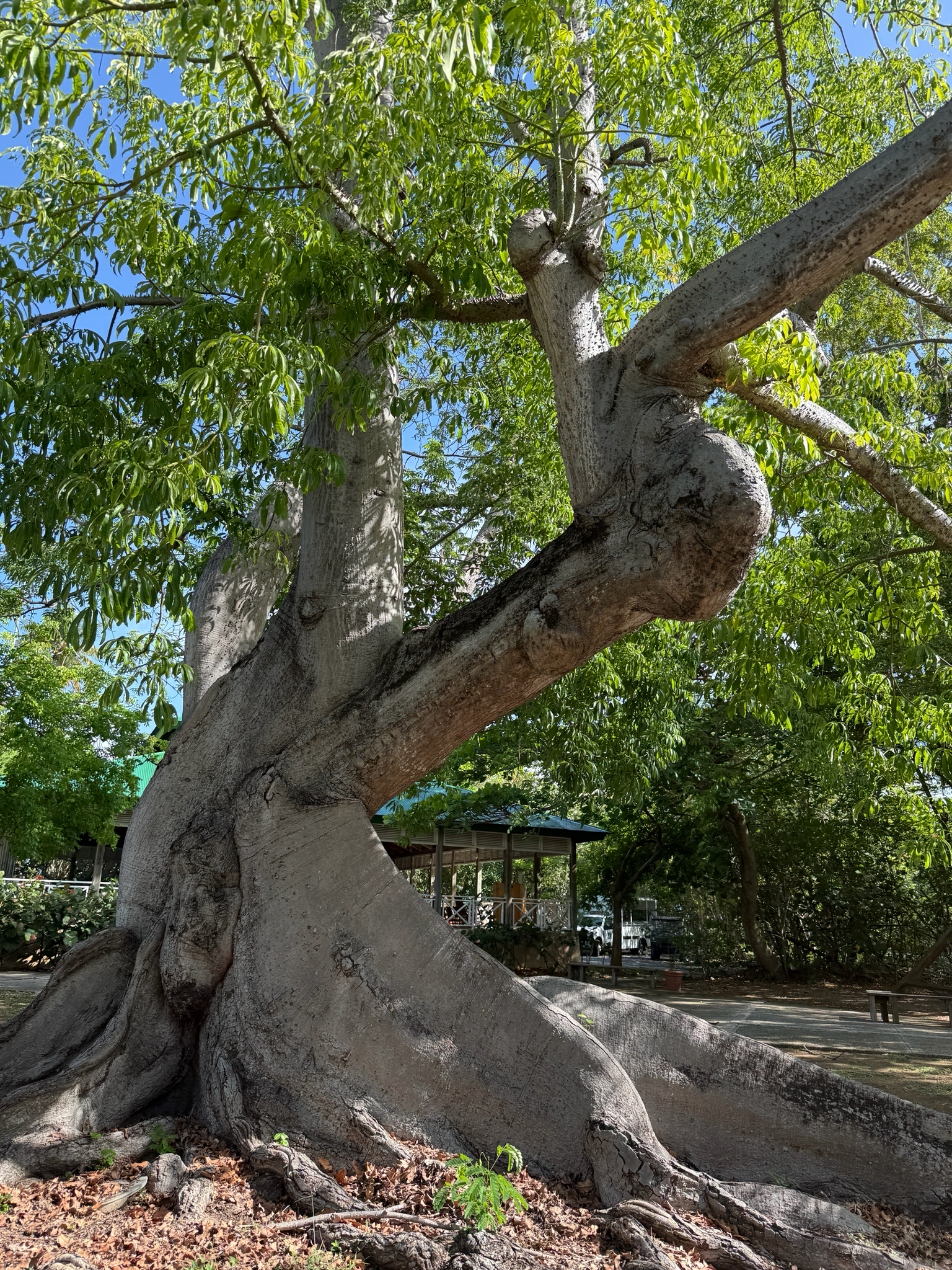 Ceiba pentandra (L.) Gaertn. 4