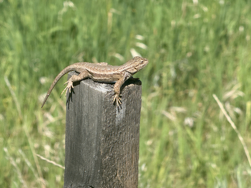Plateau Fence Lizard