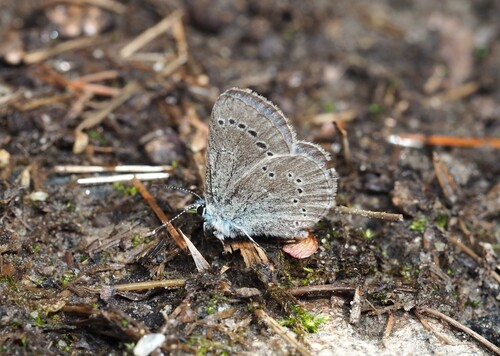 Silvery Blue