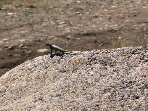 Plateau Fence Lizard