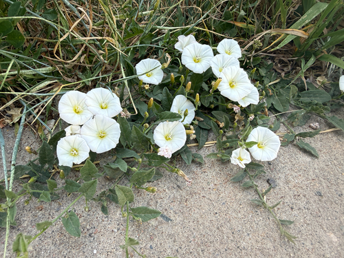field bindweed