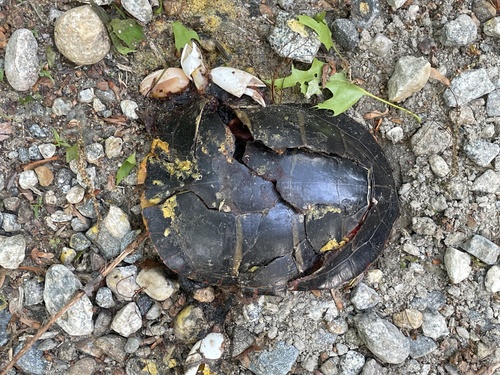 Tortuga pintada