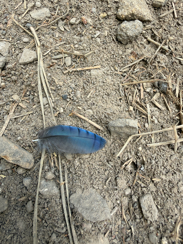 Steller's Jay