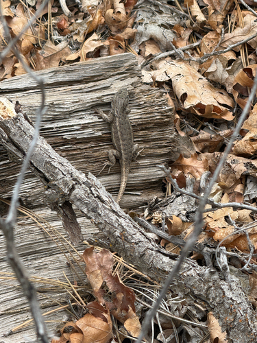 Plateau Fence Lizard
