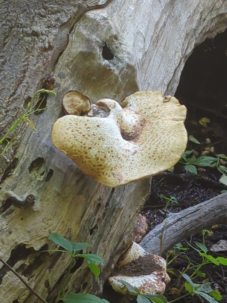 Dryad's Saddle · May 2026 · photo: Photo: (c) Michelle Koskitalo, some rights reserved (CC BY) · iNaturalist