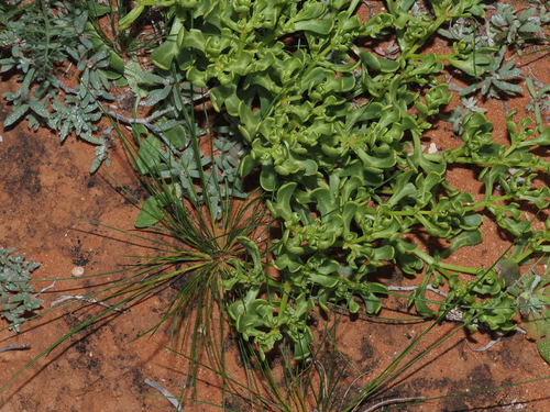 Roepera prismatotheca (Roepera prismatotheca)