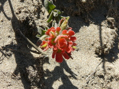 Castilleja latifolia