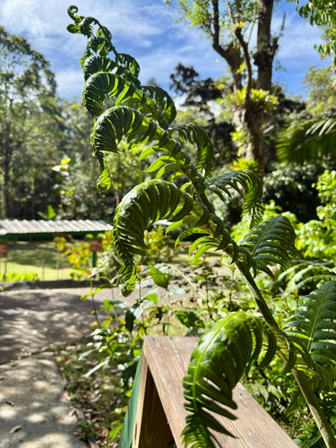 Cyathea horrida observed 2026-05-25