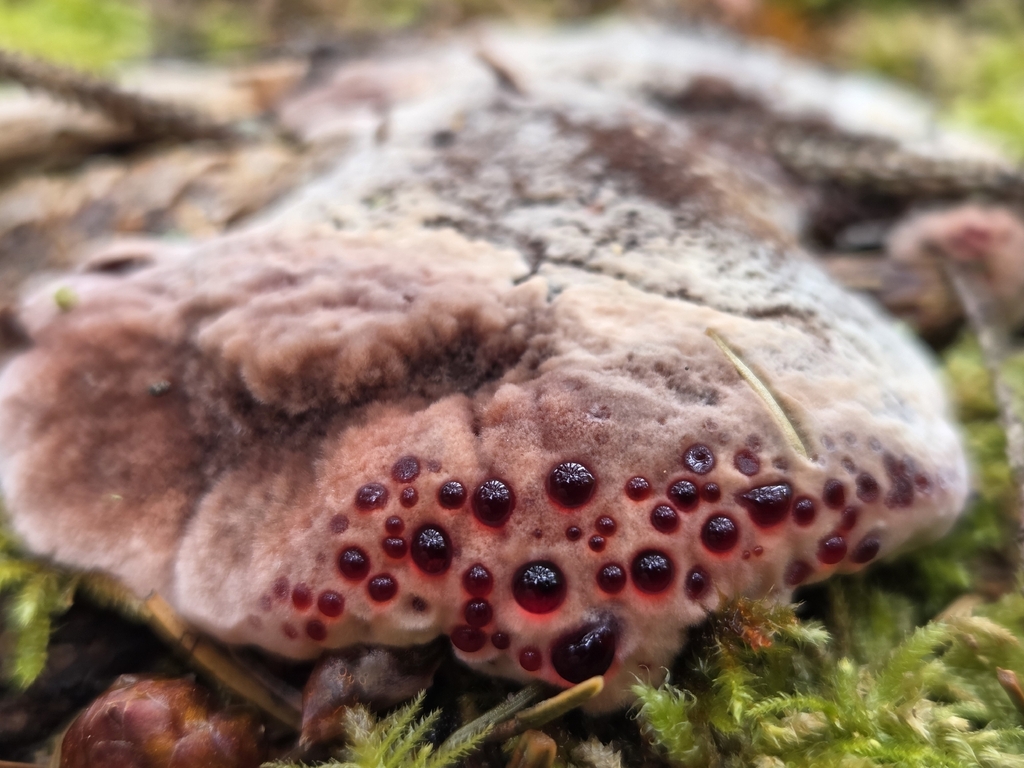Red-juice Tooth · May 2026 · photo: Photo: (c) Mandy Hackney, some rights reserved (CC BY) · iNaturalist