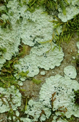 Lepraria normandinoides