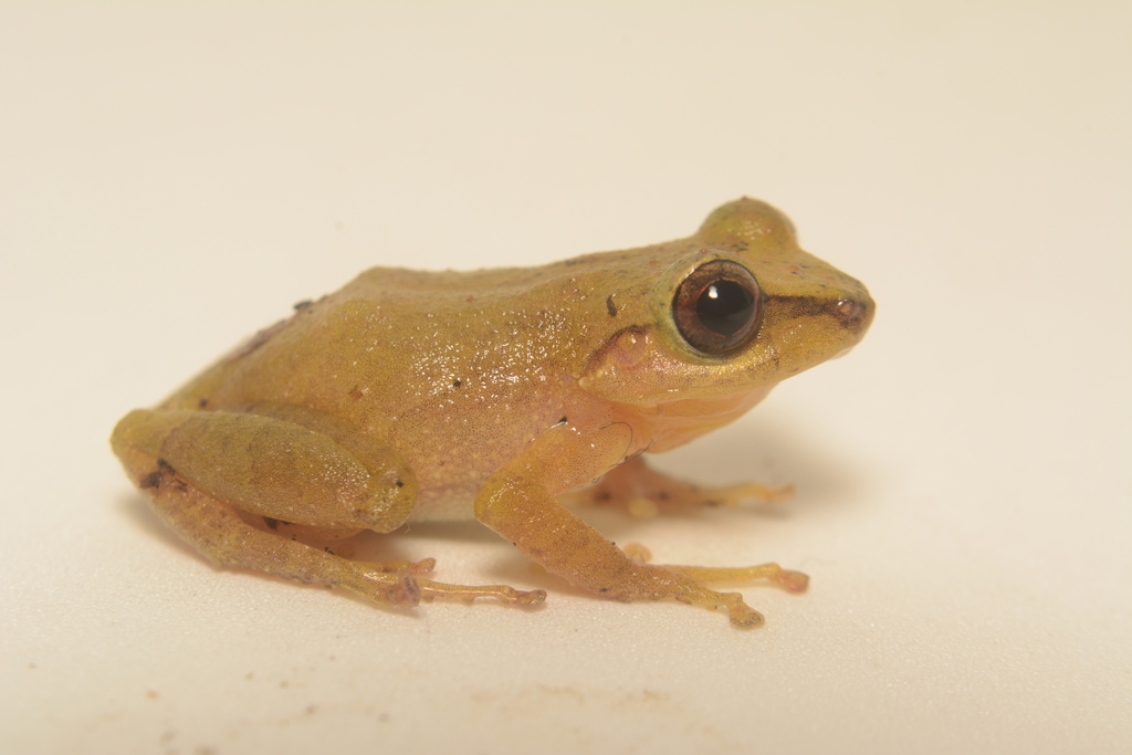 Engraved Rainfrog