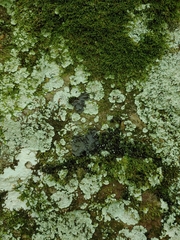 Lepraria normandinoides