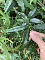 Rhaphiolepis lanceolata