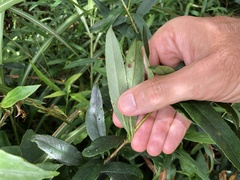 Rhaphiolepis lanceolata