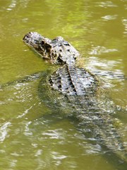 Alligator mississippiensis