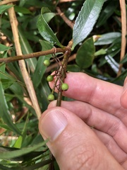 Rhaphiolepis lanceolata