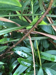 Rhaphiolepis lanceolata