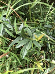 Rhaphiolepis lanceolata