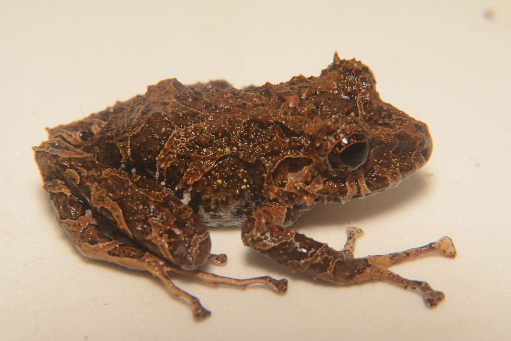 Kuri Robber Frog