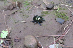 Geotrupidae