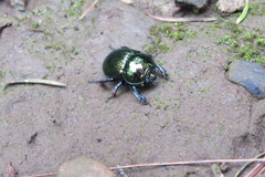 Geotrupidae