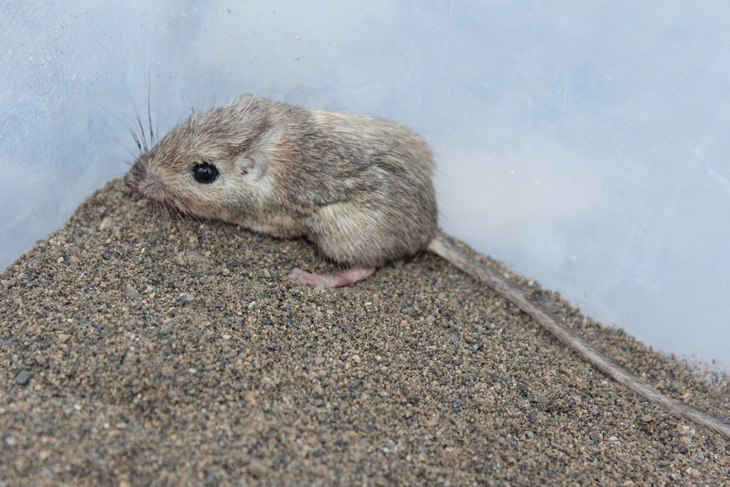 Great Basin Pocket Mouse