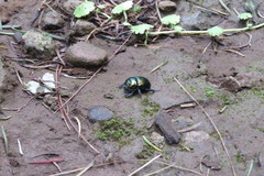 Geotrupidae
