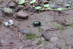 Geotrupidae