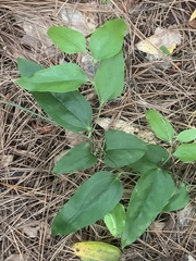 Smilax glauca