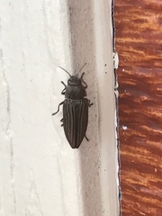 Buprestis striata