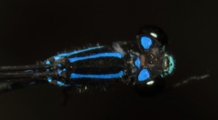 Acanthagrion trilobatum