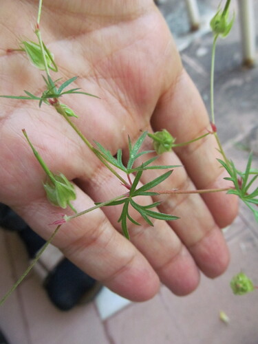 Longstalk cranesbill (Geranium columbinum)