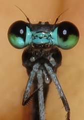 Acanthagrion trilobatum