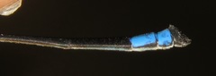 Acanthagrion trilobatum