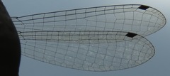 Acanthagrion trilobatum