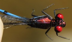 Argia cupraurea