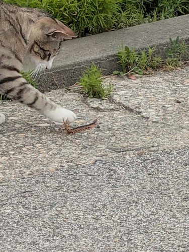 Chinese Red-headed Centipede