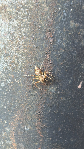 Western Lynx Spider