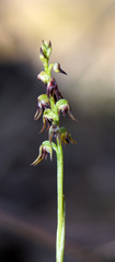 Genoplesium despectans