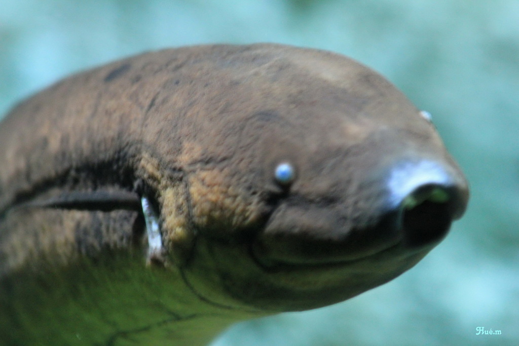 South American Lungfishes