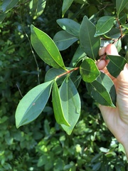 Syzygium hancei