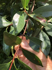 Syzygium hancei