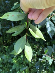 Syzygium hancei