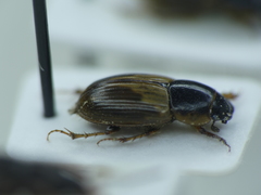 Melinopterus reyi