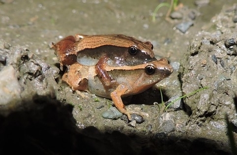 Dark-sided Chorus Frog