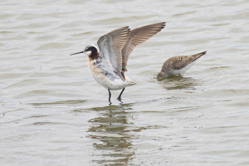 Wilson's Phalarope